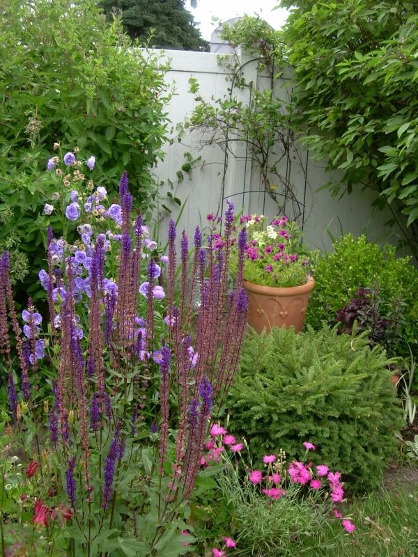 july 22- salvia, campaula, pinks, pots